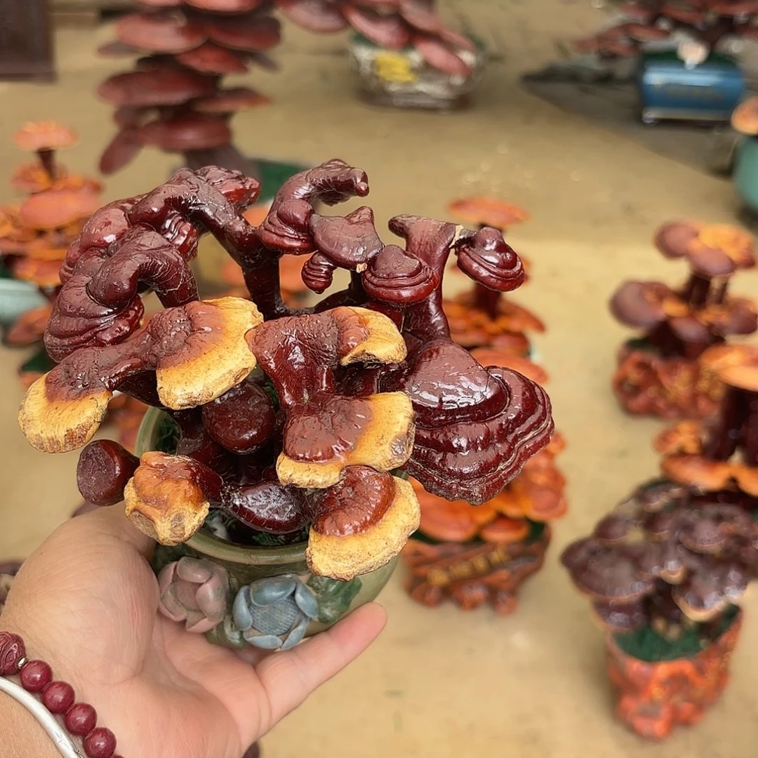 无花朵灵芝是我国著名植物