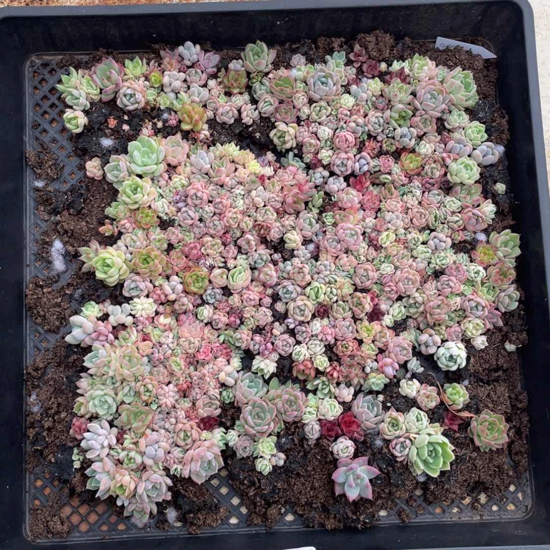 云糖心多肉植物52