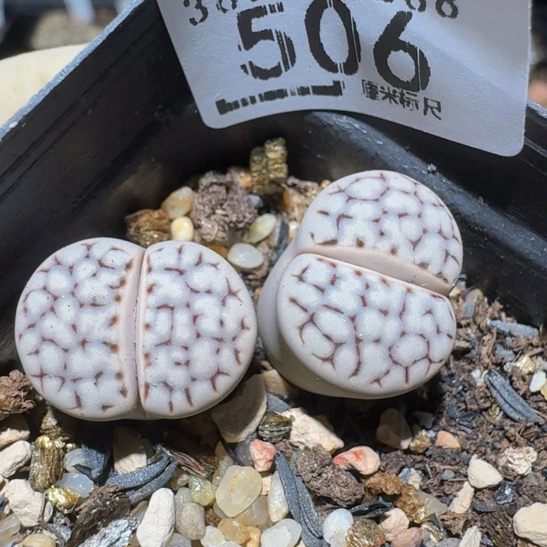 zzzzz精品生石花506