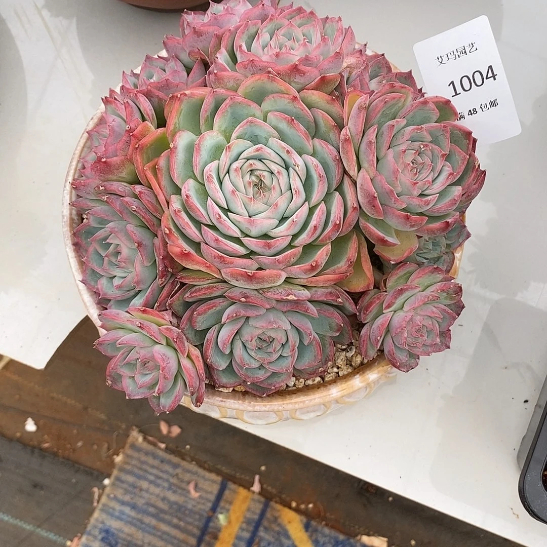 侧影群生多肉多肉004