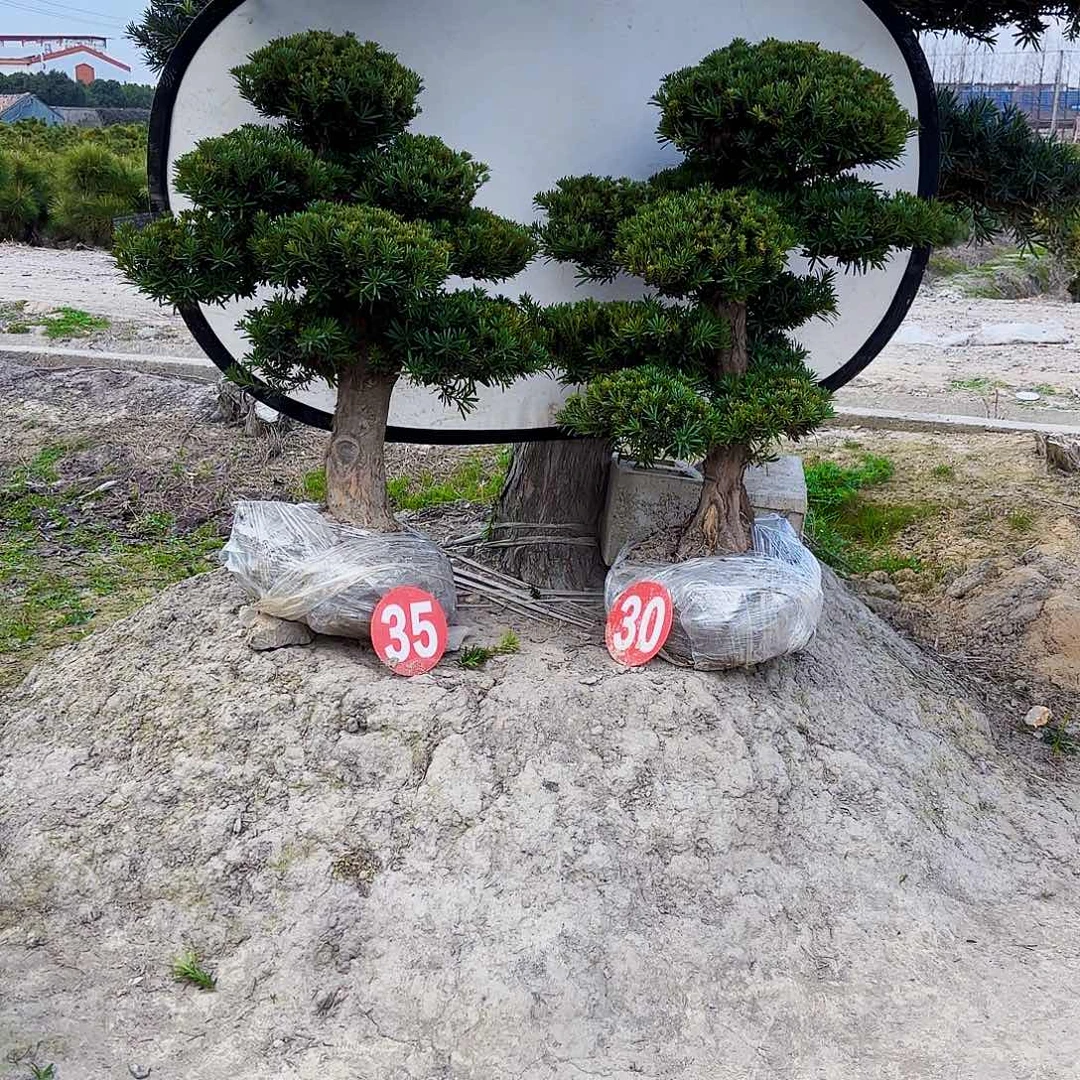 无花朵精品小叶雀舌罗汉松盆景