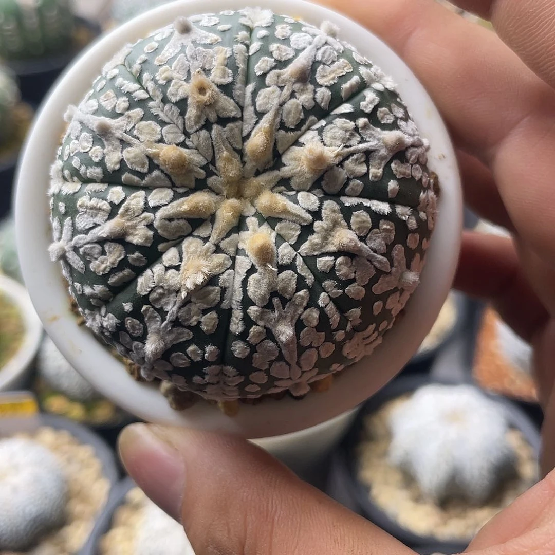 一物一拍泰系实生 202