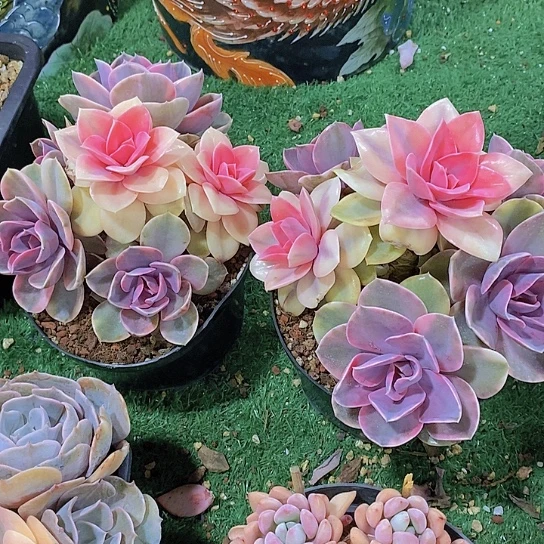 小*丁彩虹锦多肉植物群