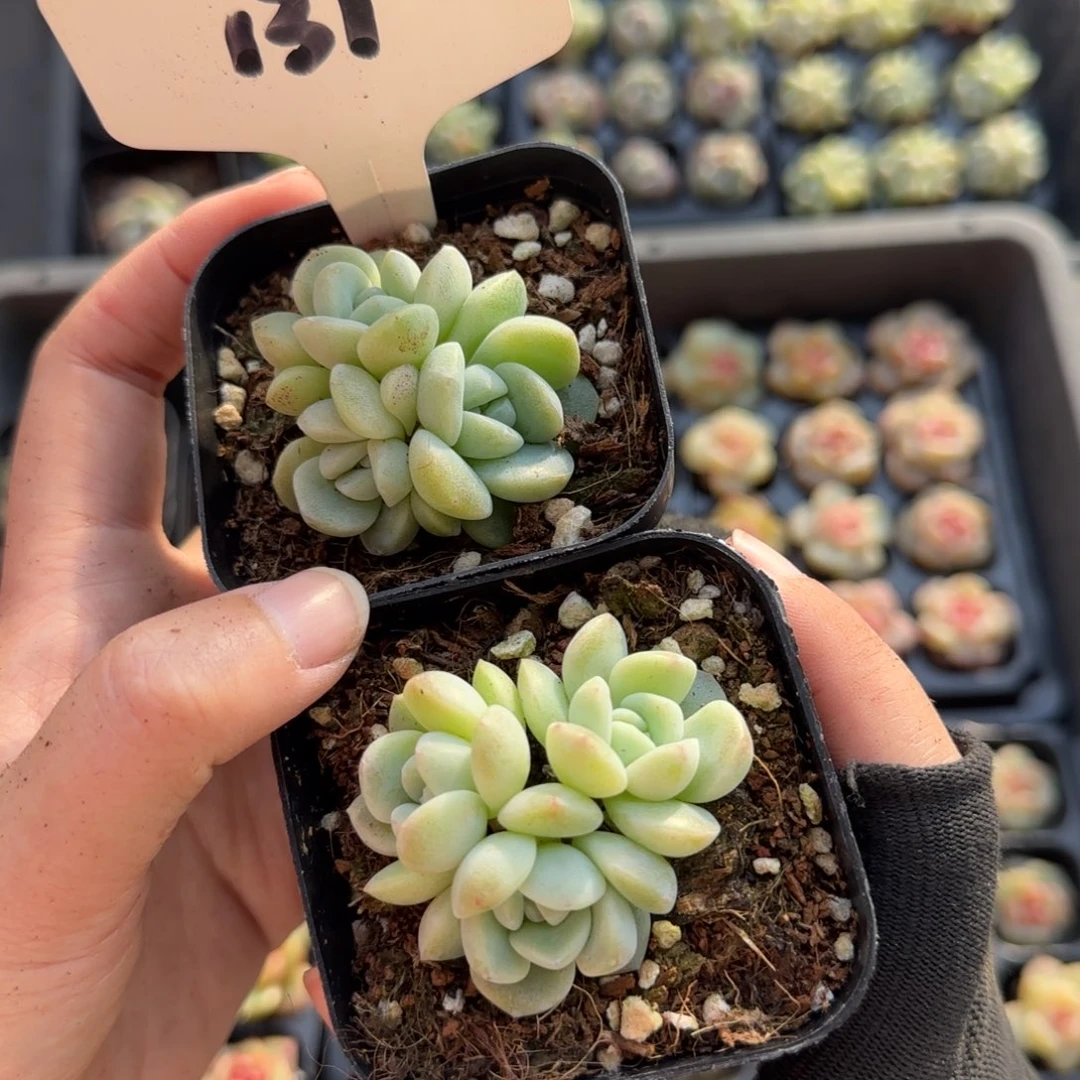 131 冰玉哈哈哈哈哈哈哈