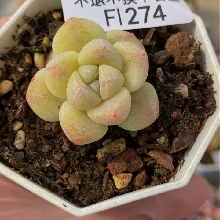 奶油冰玉3cm274多肉植物