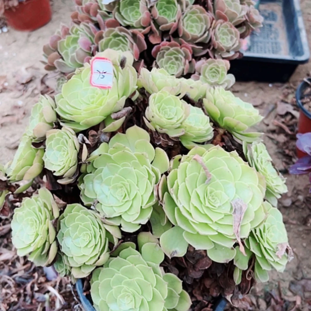 【闪购商品】无花朵冉*75号套2颗