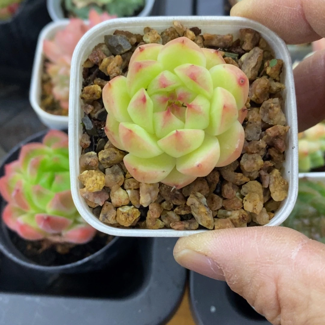 精品多肉一物一拍不包整19