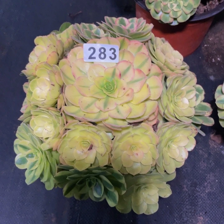 283老庄多肉法师雨荷