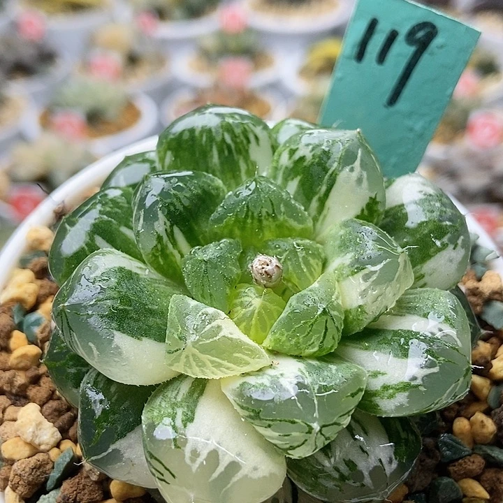 玛琳锦1191111111111