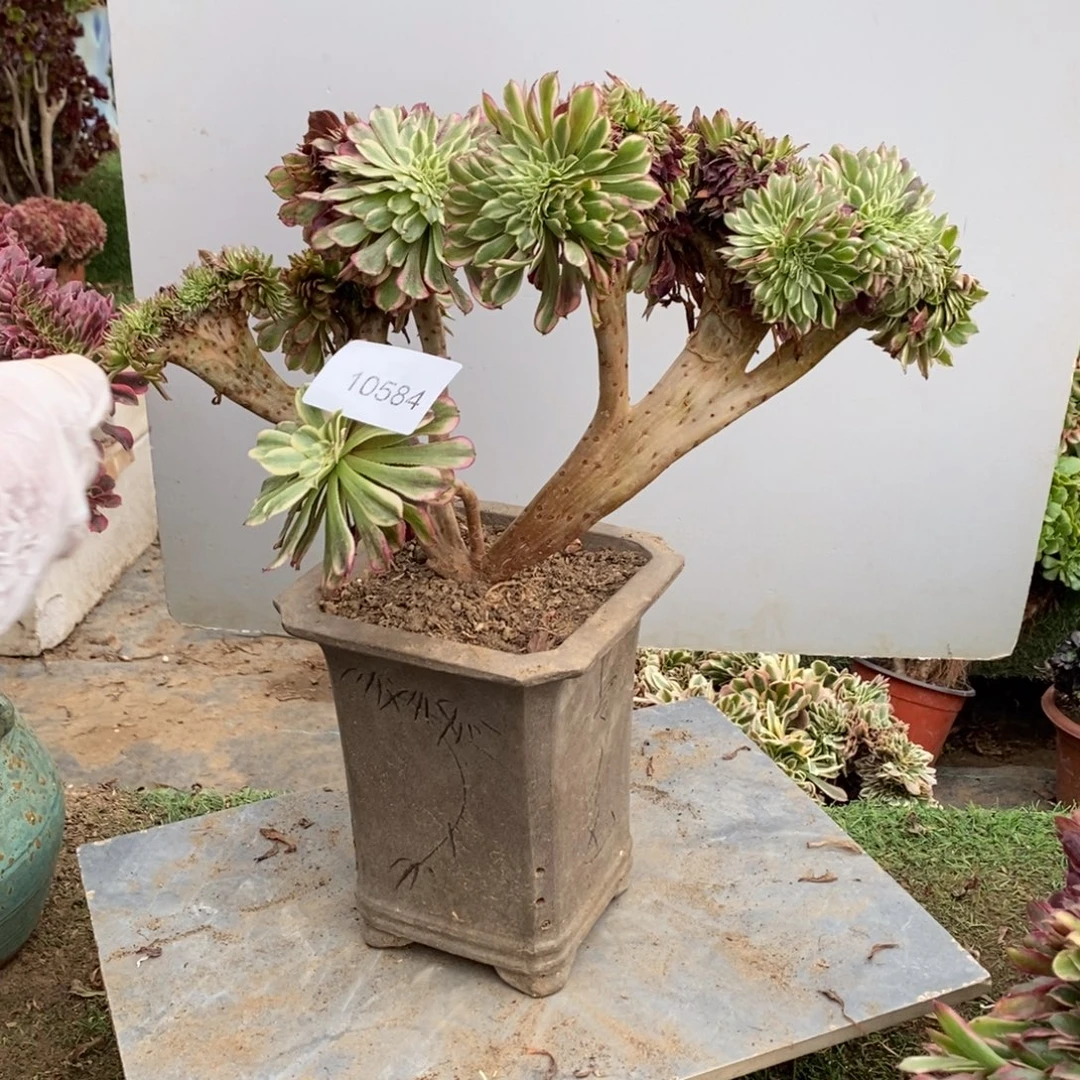 水彩画缀化1颗10584号