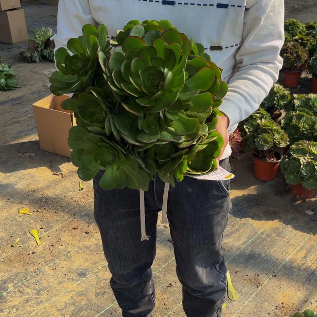 万圣节多肉植物捧花10块钱