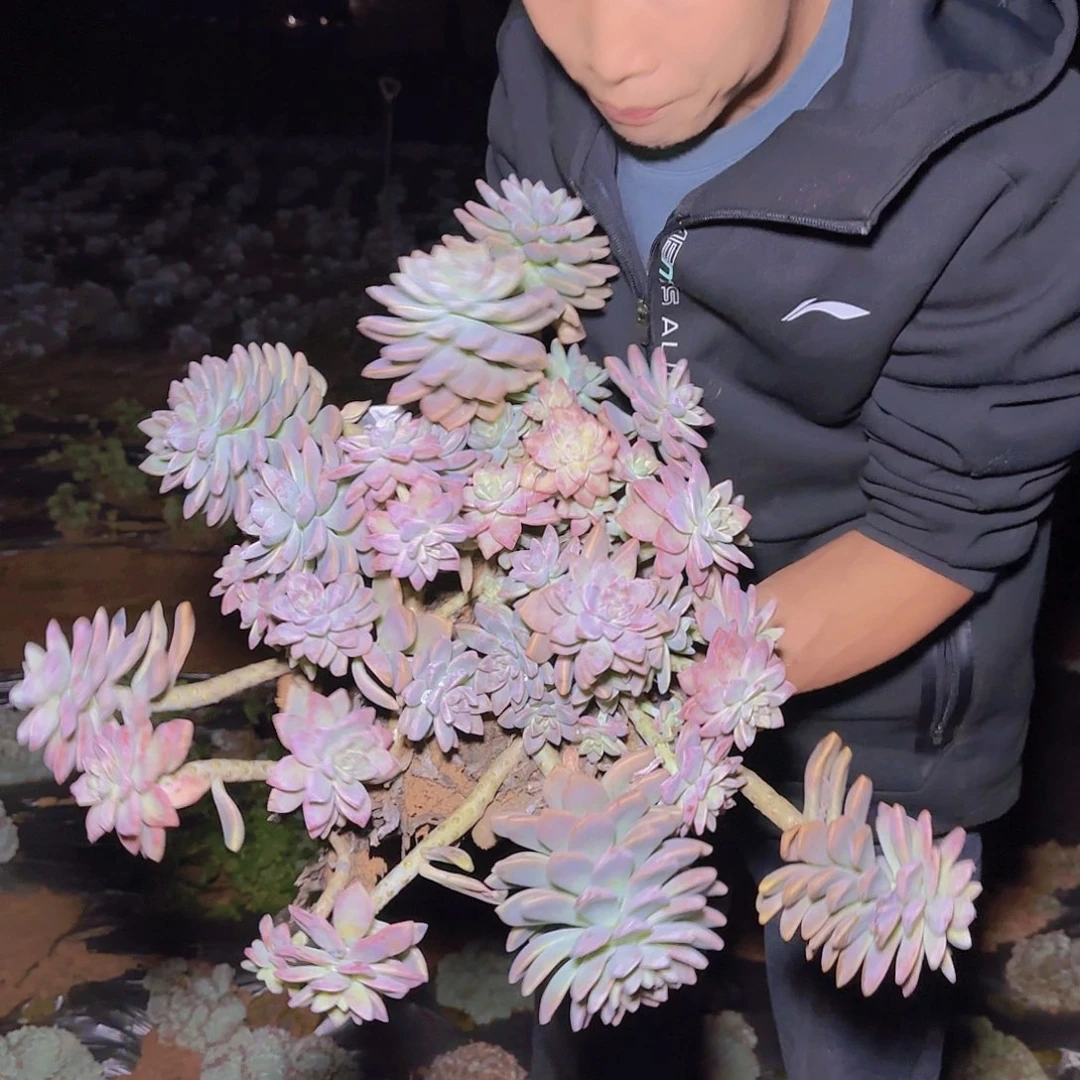 地栽大淡雪多肉16.88