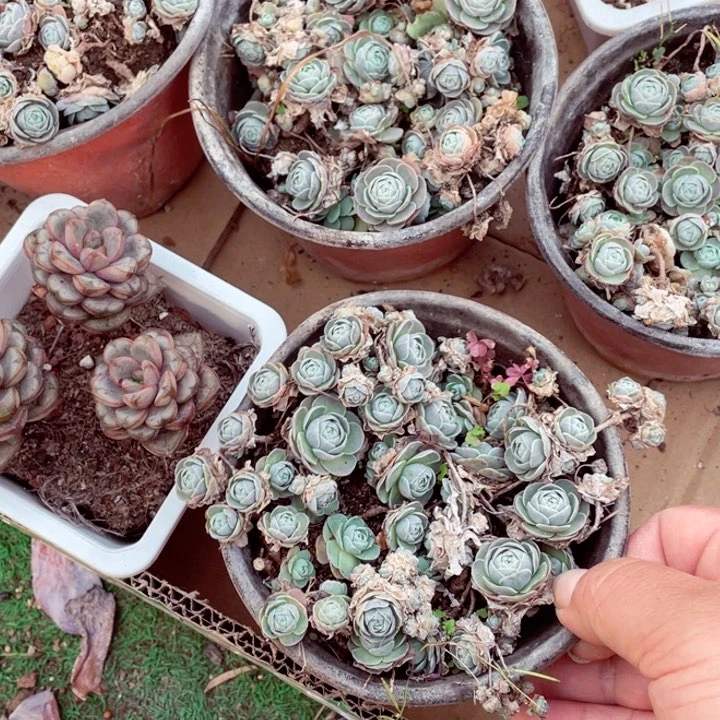 子持年华1111155555555555