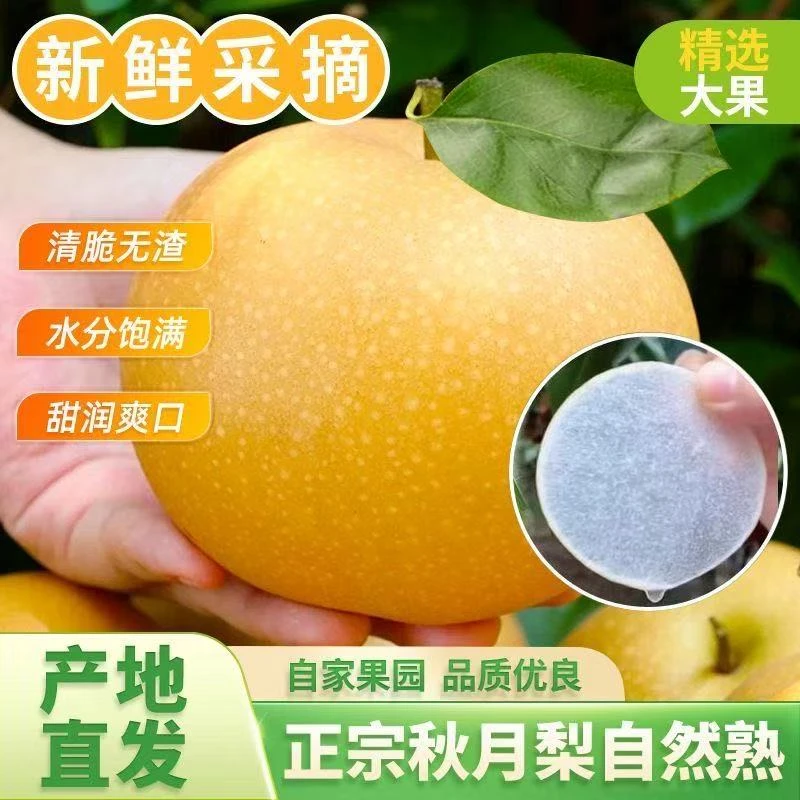 正宗莱阳秋月梨头茬新鲜采摘现摘现发脆甜多汁新鲜水果当季水果