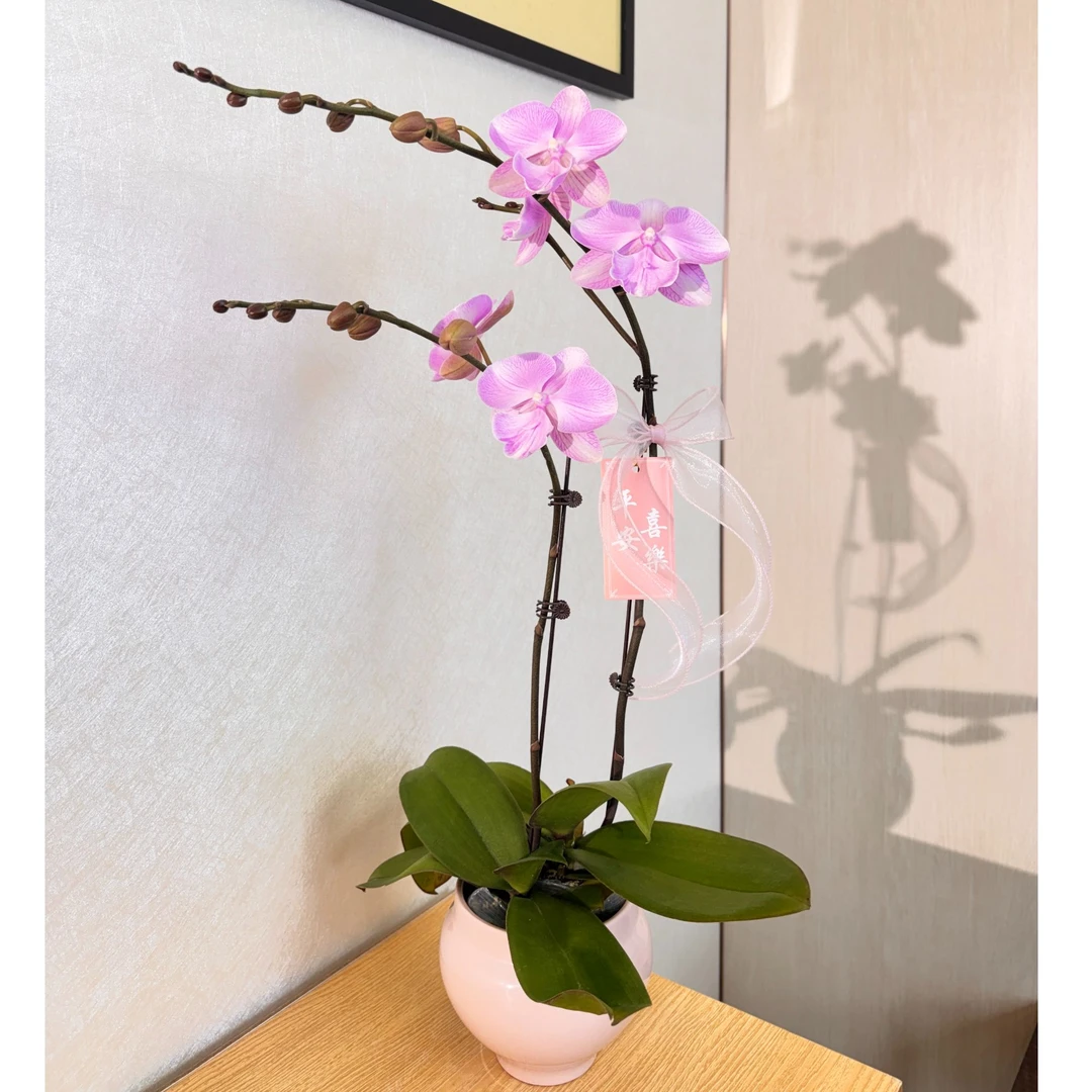 《矩宝天仙》梦幻浅粉色系蝴蝶兰 带花带苞年宵高端送礼室内绿植