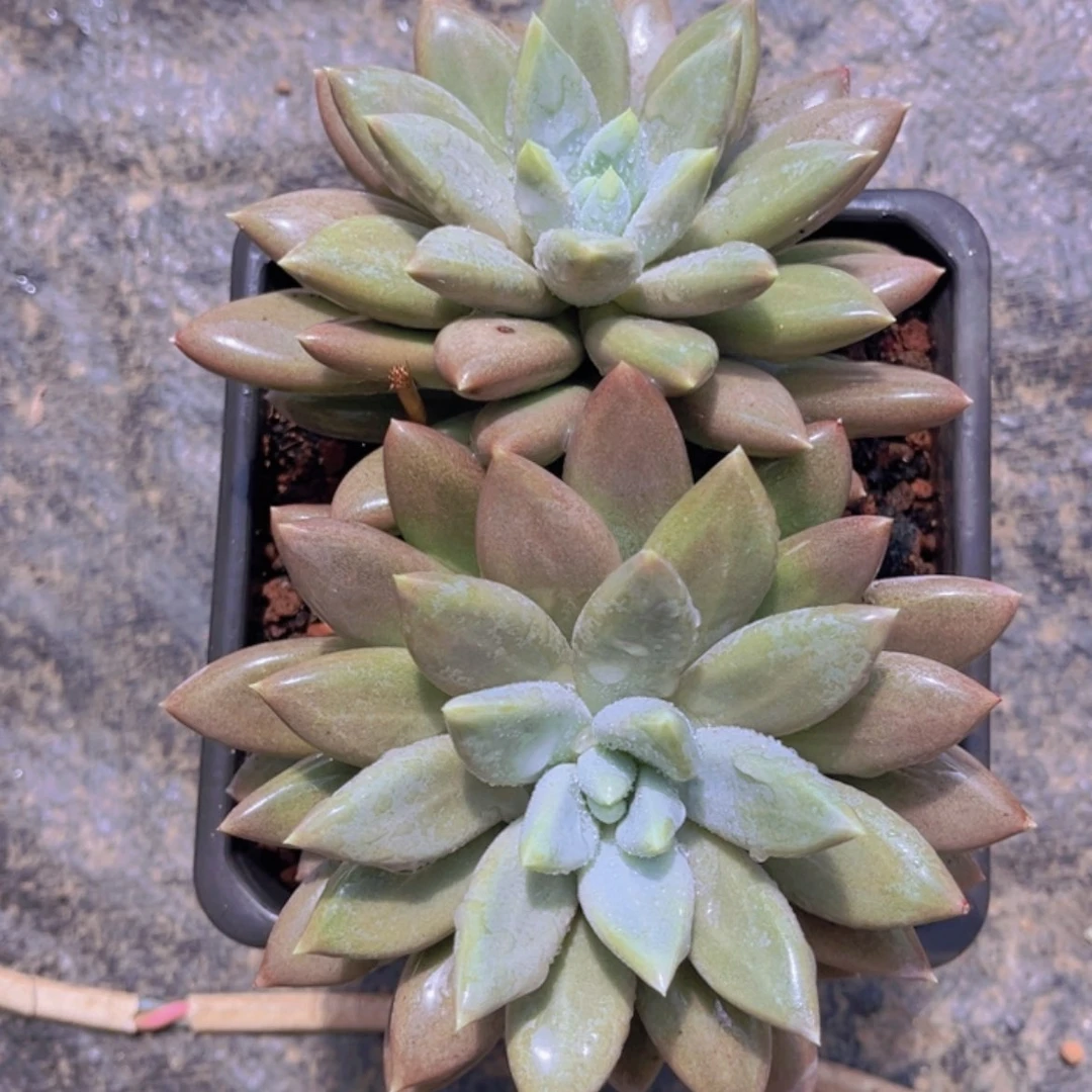 【闪购商品】无花朵军*111111111111