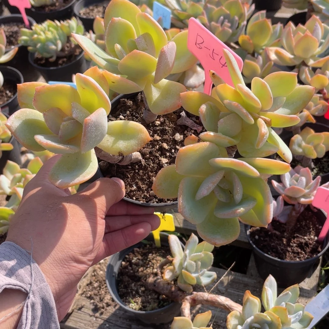 1006  白凤  六月六