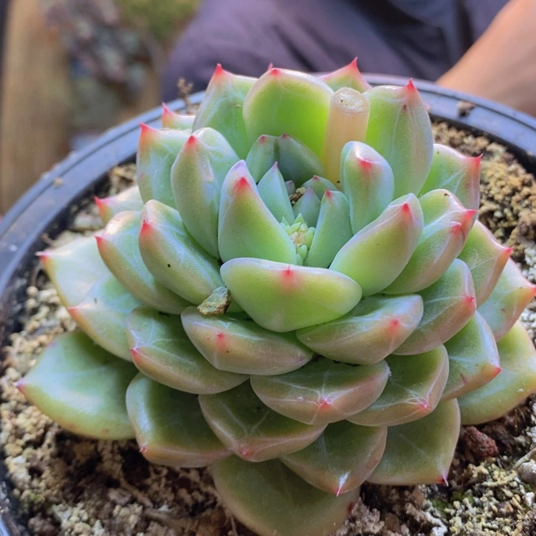 莎****店77号雪花0000