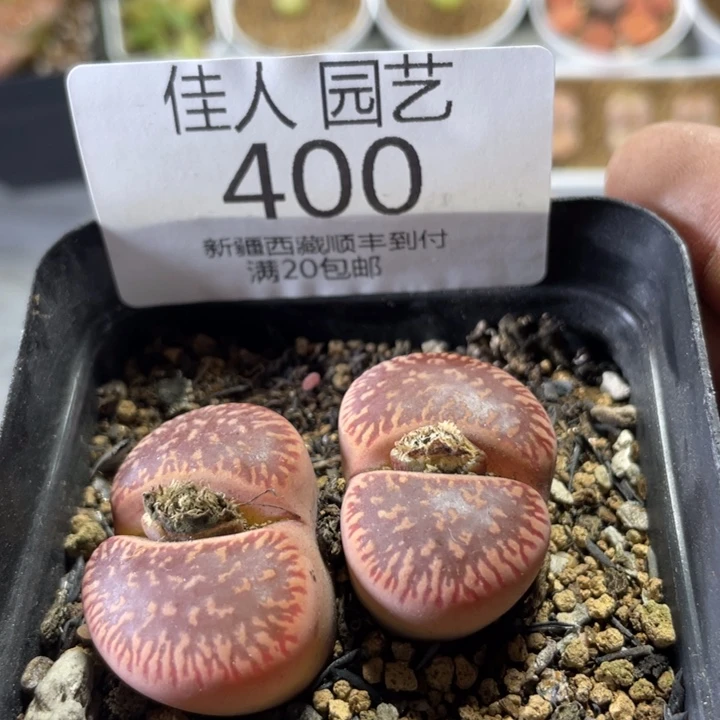 “*”符号不热基地姐姐里400