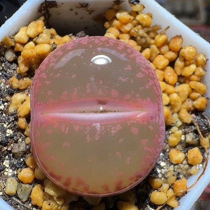 生石花3:：：：。  69号