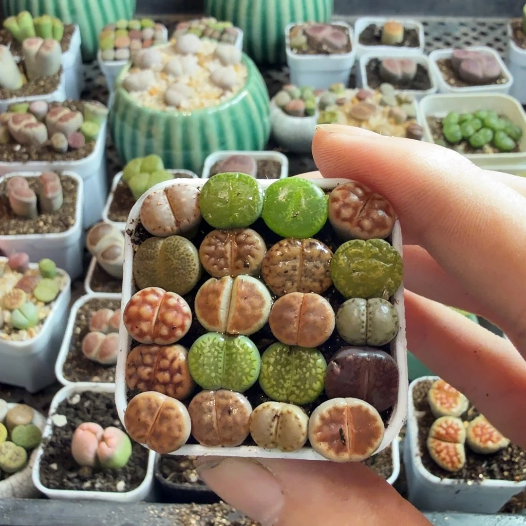 乐****多肉植物的生长发育和39