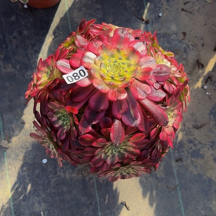 D****_080维纳斯多肉法师