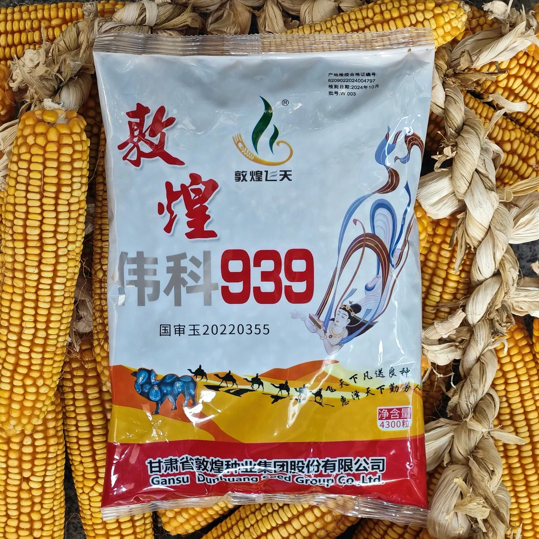 敦煌伟科939玉米种子 白轴高产 耐高温 抗倒伏 抗锈病 产量高