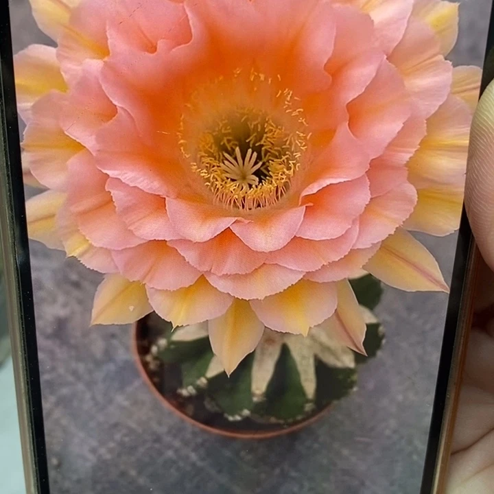 彩草梦幻侧芽3.5公分左右
