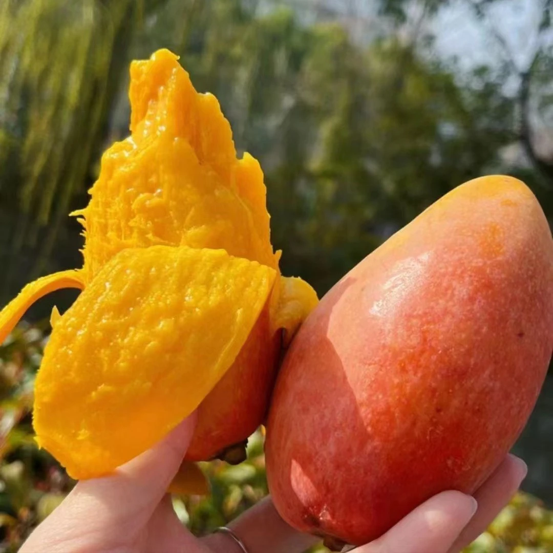 金龙芒果 1000克左右芒果同城配