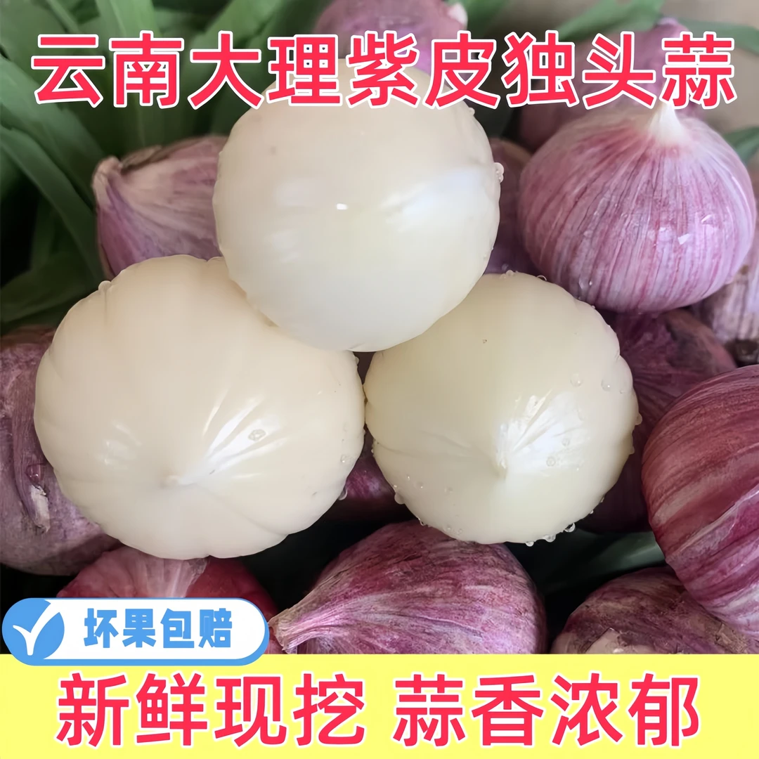 【2025年新干蒜】云南紫皮独头蒜新鲜现挖大蒜头辛辣饱满香辣脆爽