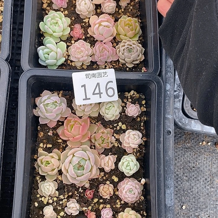 145-146 多肉植物盆栽花卉盆栽