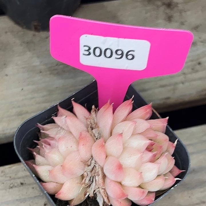 天***墩糖心。  30096号。