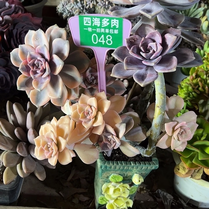 掂***紫乐多肉植物提取成分048