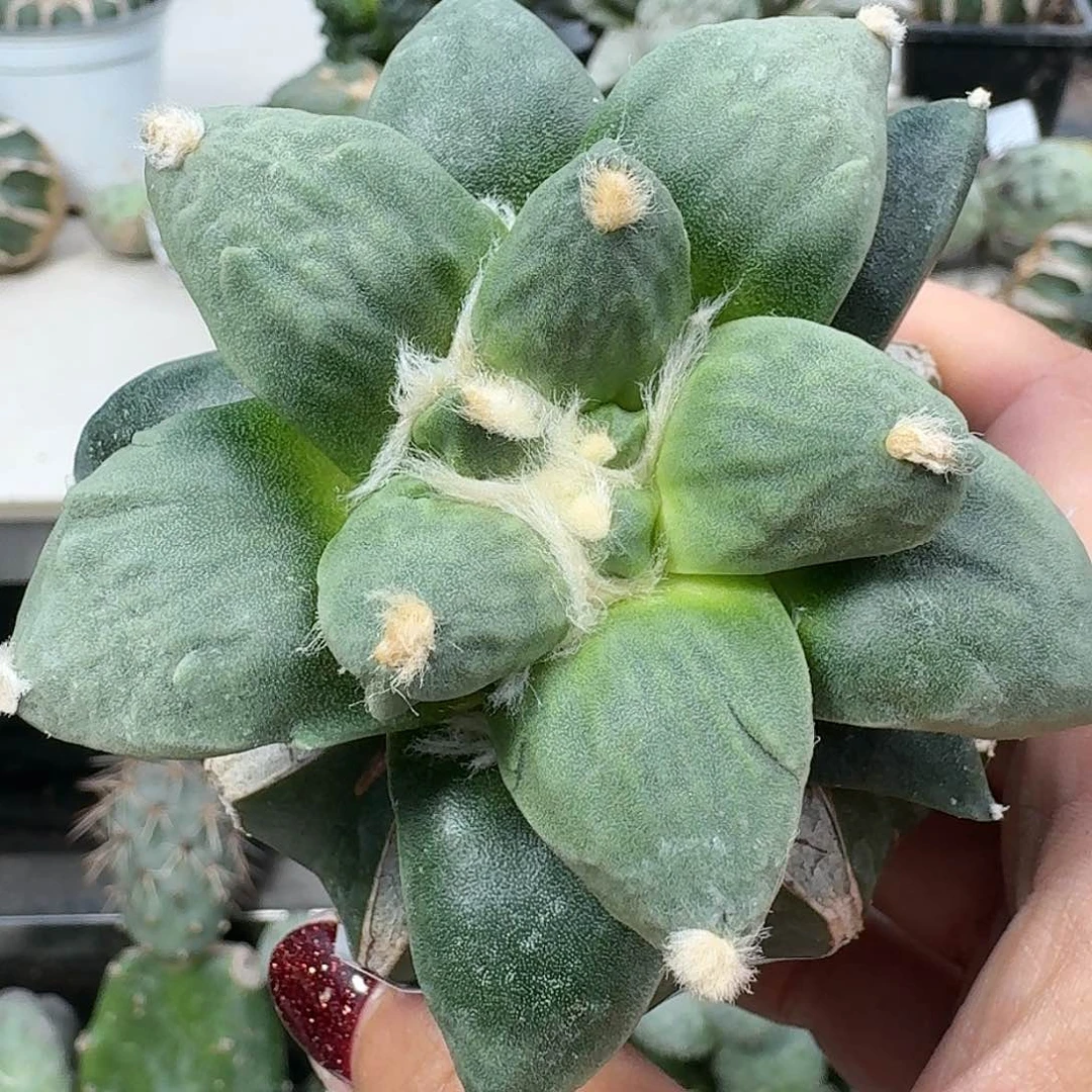 【闪购商品】无花朵三*迷牡丹313
