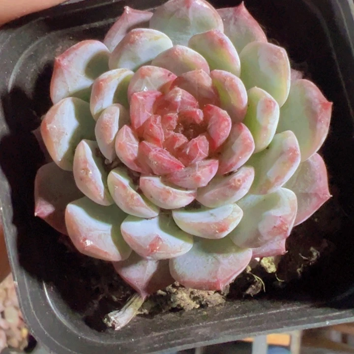 珍妮精品多肉植物大战