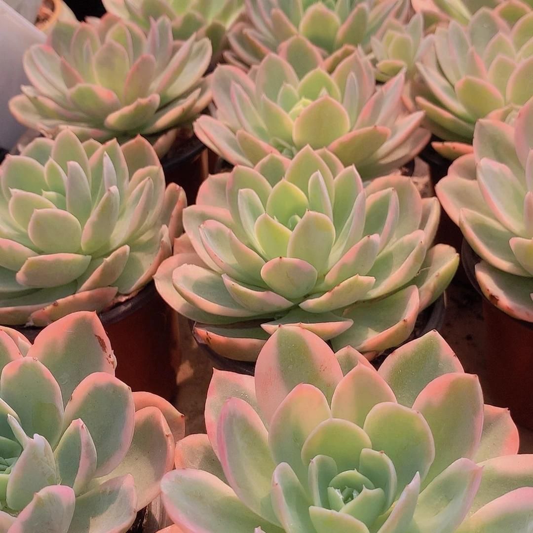 丝绸面纱锦245789990000