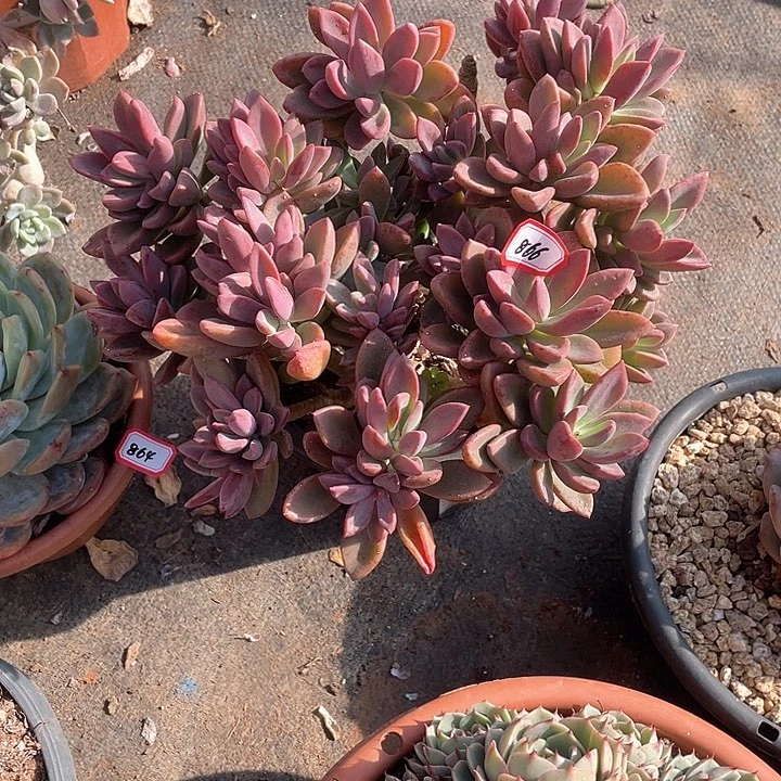 866紫心 一物一拍多肉