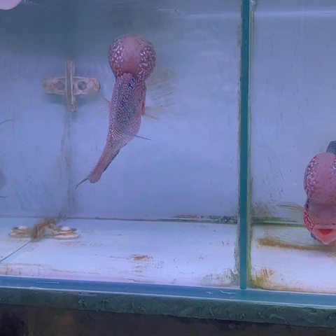 罗汉鱼鸿运罗汉一条