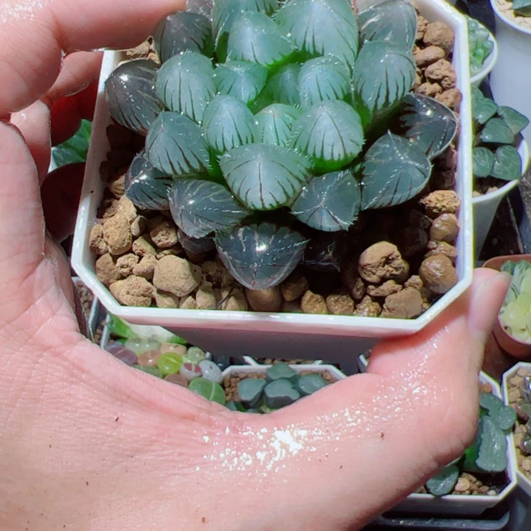 【闪购商品】紫镜玉露