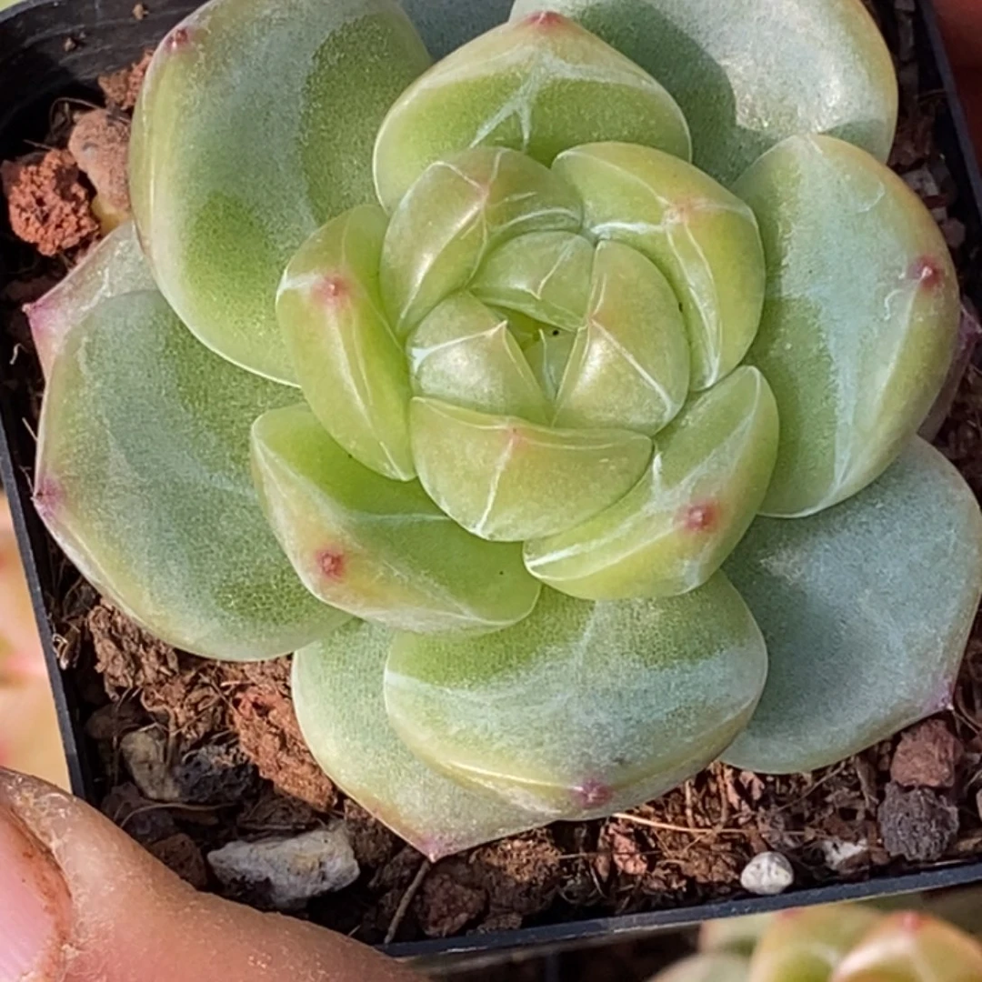 天官赐福百无禁忌