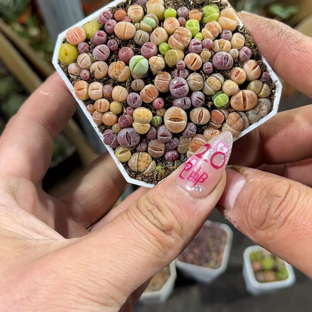 就这个死样子单头发货有根