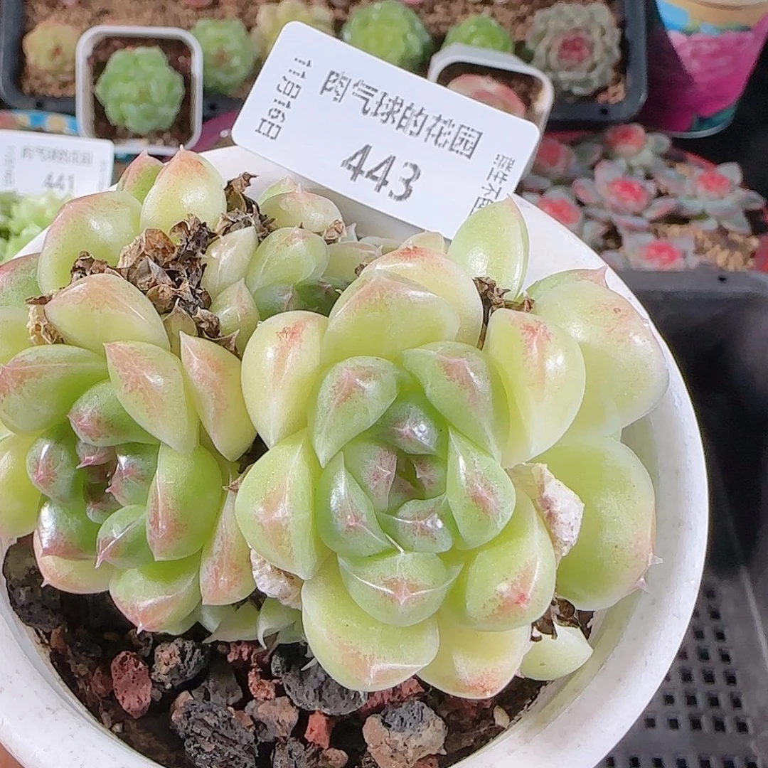 1116-443麦秆不包整