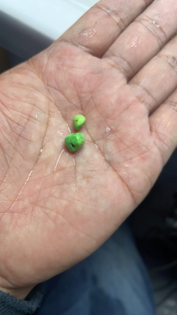 绿松石菜籽黄随行