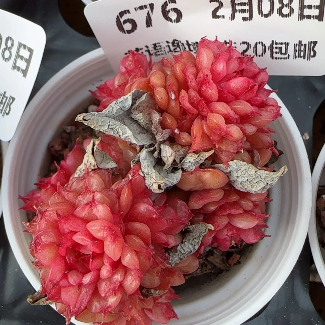 花语逸镜0208-676