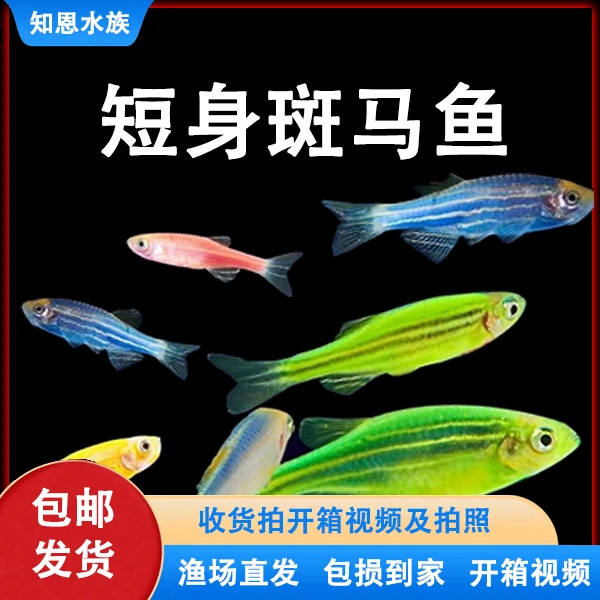 【*斑马鱼*】批发 混色糖果观赏鱼 热带淡水鱼 新手好养耐活