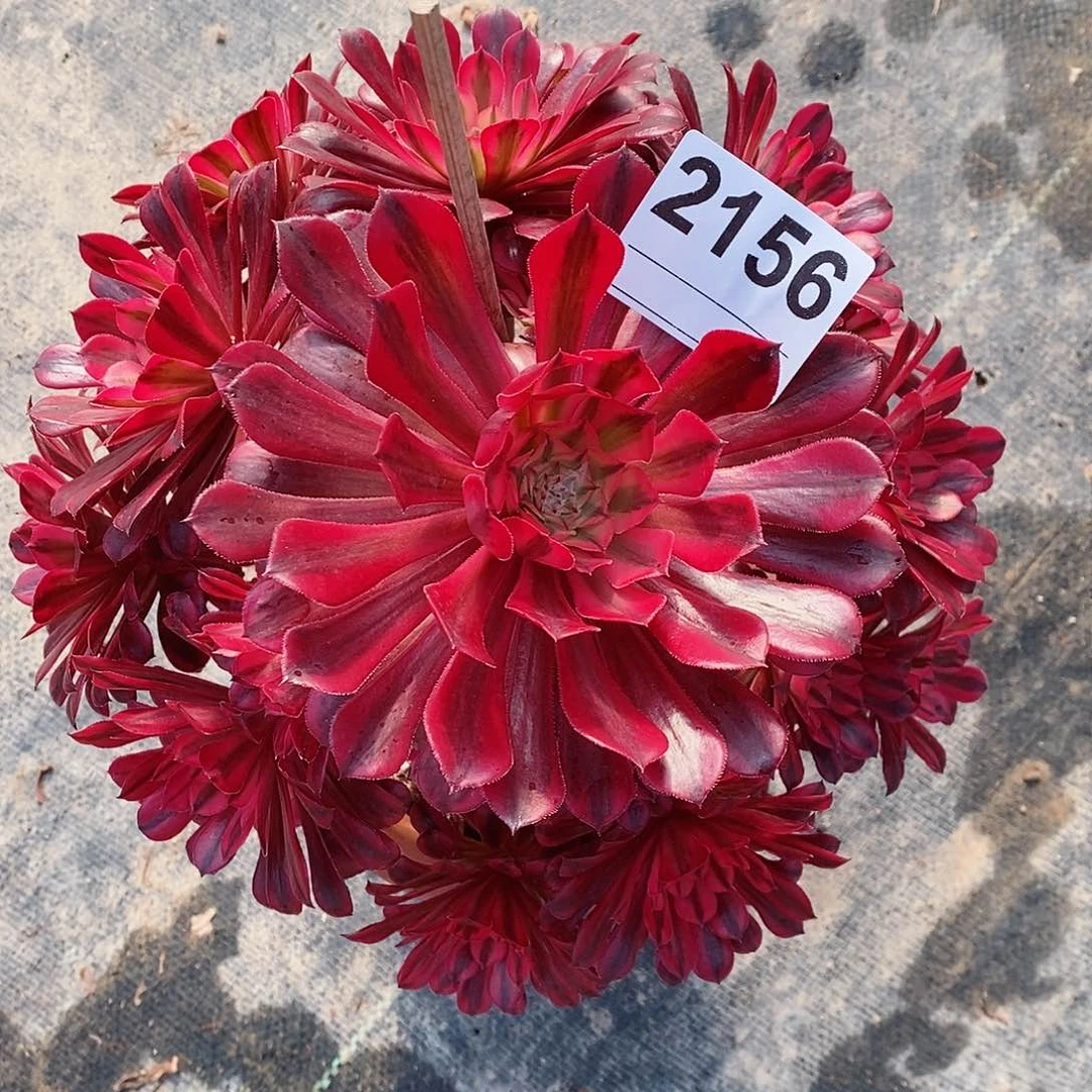 红陶2156黑铜白3多肉