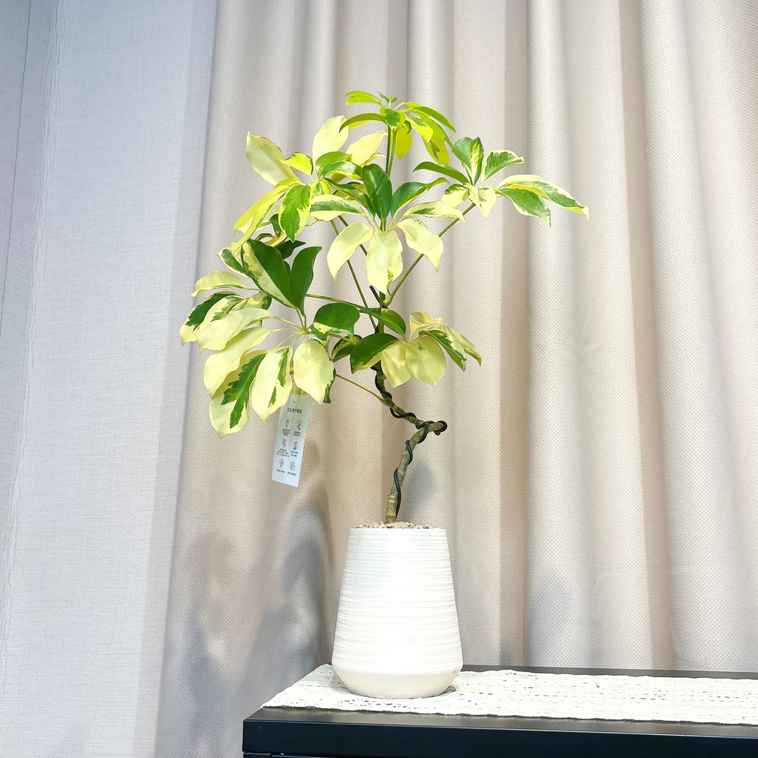 澳洲巴花油画花叶鸭脚木盆栽盆景室内客厅阳台观叶趣味花卉绿植