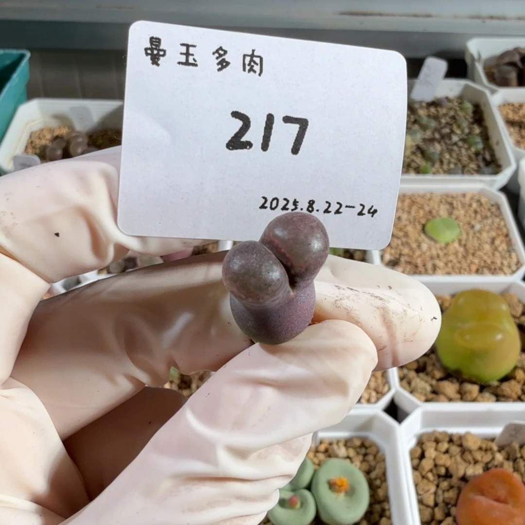 地***侠多肉多肉多肉8.23-217