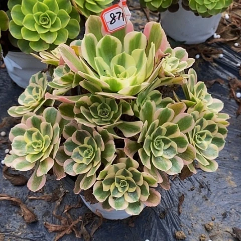 丘比特老桩捧花861号