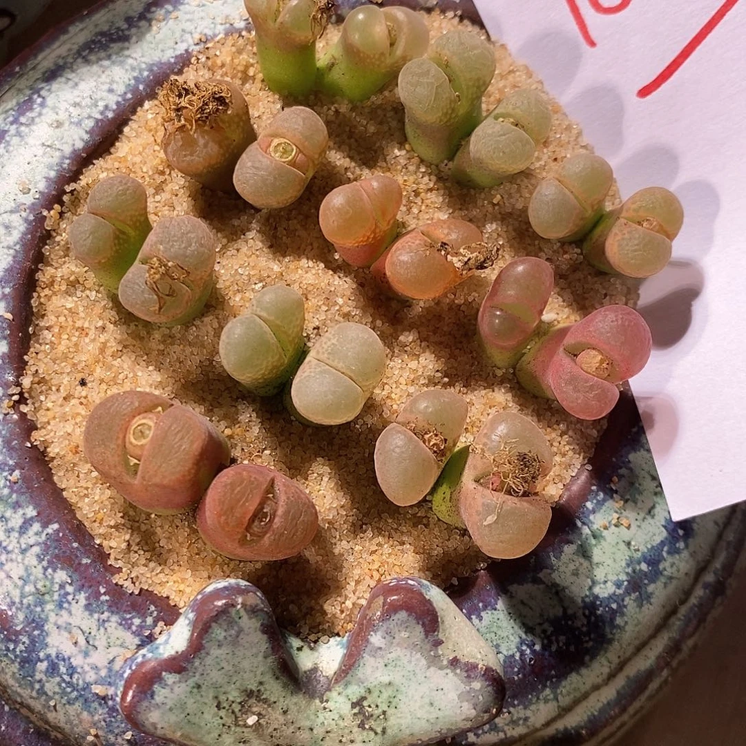 16339。 一组风铃。